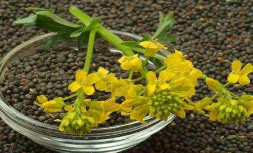 菜粕期貨的手續(xù)費是多少？有優(yōu)惠政